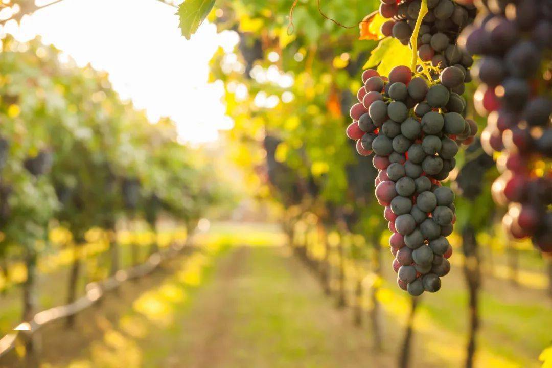 焕新|醇香绽放！露嘉堡晨光红葡萄酒焕新上市