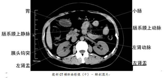 全身ct图谱 // 美国naha芳疗师认证考试