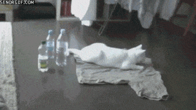 精选搞笑GIF:皇上你的龙轿呢?