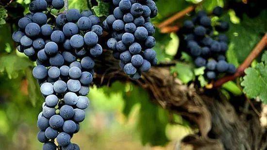 梅里蒂奇|化作无尽缠绵,不为饮酒只为陶醉。【货代商城】醇美之味