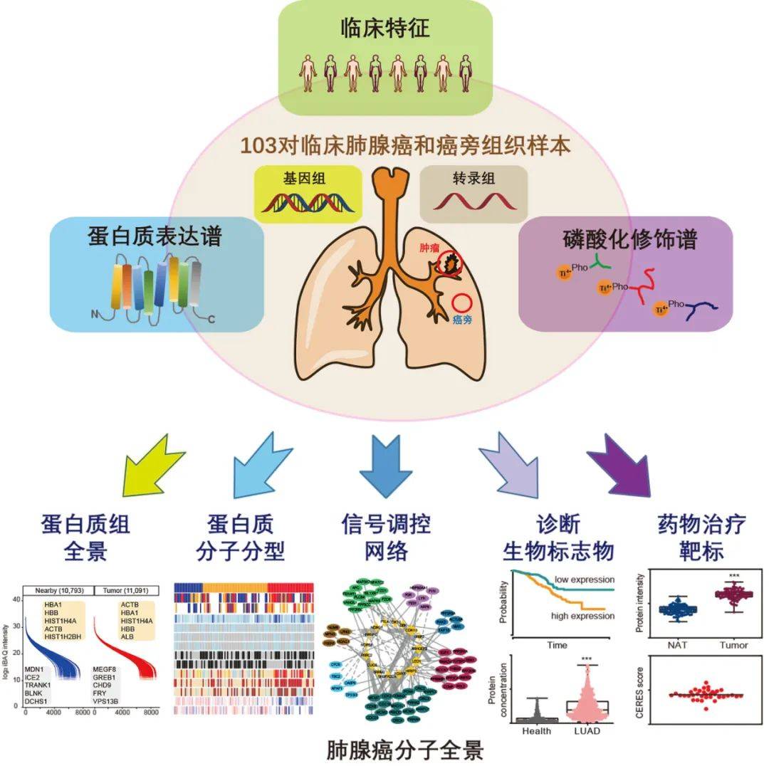 专家点评cell"帽子戏法" | 肺腺癌研究重大进展:多组学整合精准医学