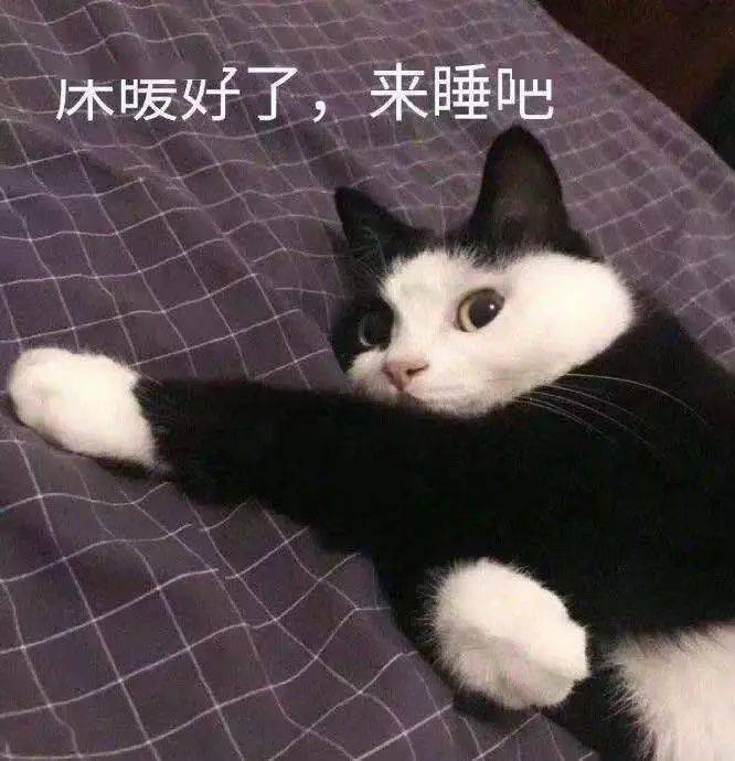 猫猫表情包第十期丨"爱情这杯酒,谁喝都得醉"