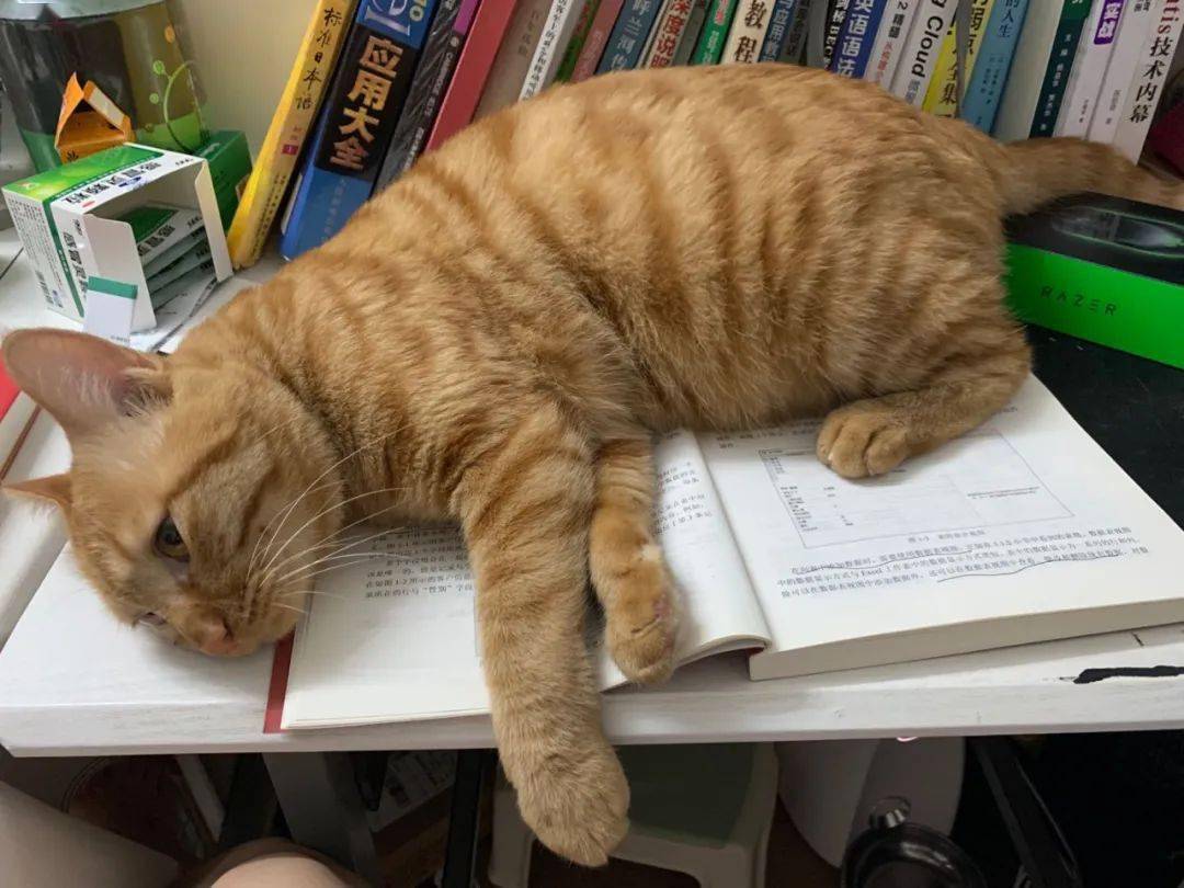 猫咪说到,这样的帮忙看看书