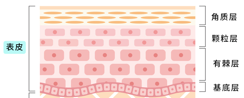 肌肤|傻子才听吴昕的敷三明治面膜！