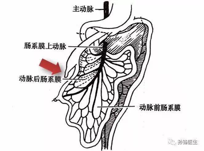 医学笔记|左半结肠切除术中避免胰腺损伤的要点