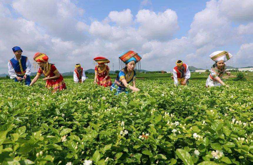 小小茉莉花,做成大产业!脱贫攻坚就得这么干!_横县