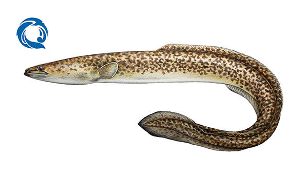 花鳗鲡 anguilla marmorata,建议保护级别:二级未变