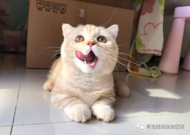 猫不吃东西怎么办