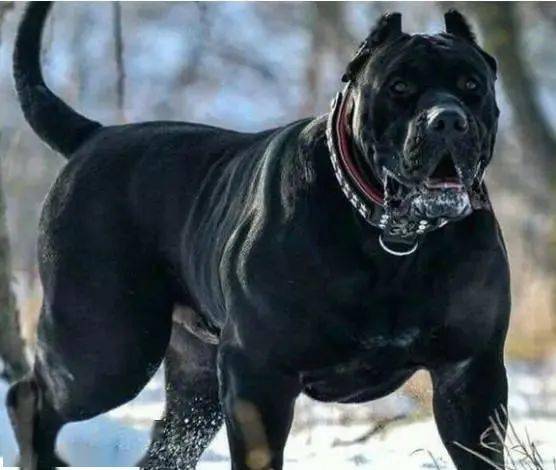 史上最凶猛的猛犬,当地人提议将其归为野生动物_西班牙