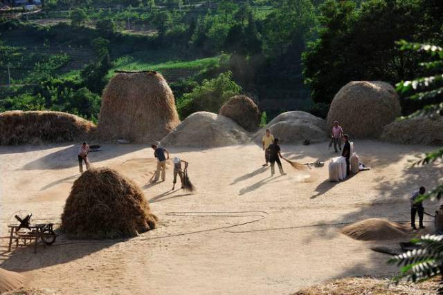 咱河州人小时候收麦子的场景,再也见不到了…_麦秸