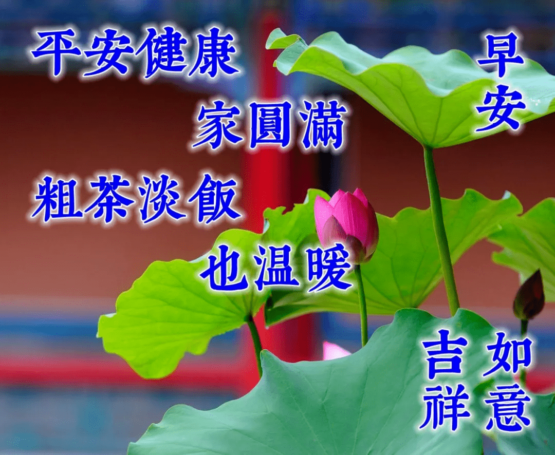 7月12日早上好健康快乐祝福温馨句子 清晨问候大家的早安鲜花带字图片