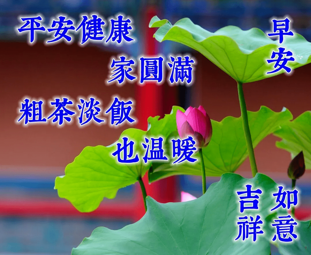 7月12日早上好健康快乐祝福温馨句子清晨问候大家的早安鲜花带字图片