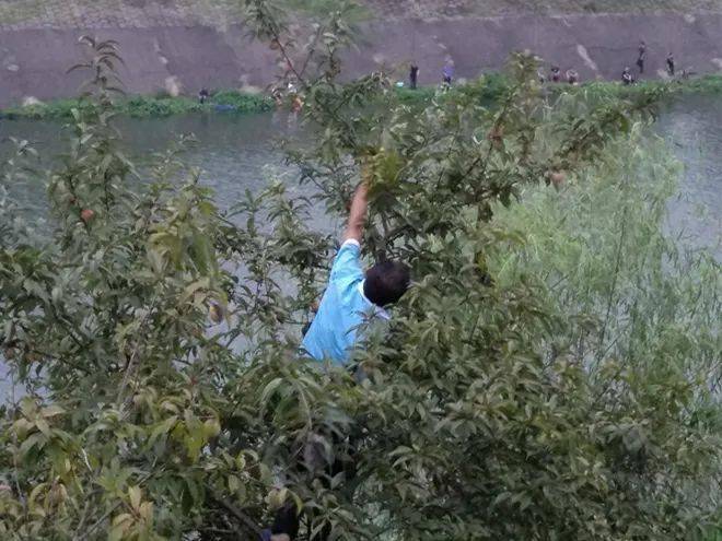 景观|太危险！一男子在县城沿江风光带摘景观桃子