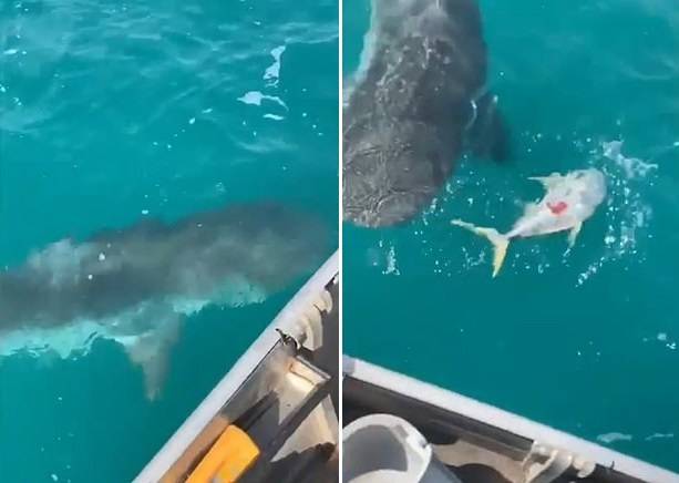 少年|澳大利亚16岁少年钓鱼时船被三条鲨鱼包围