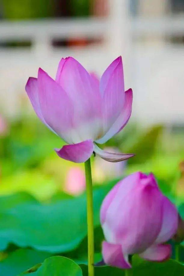 小荷才露尖尖角猜一成语_小荷才露尖尖角图片