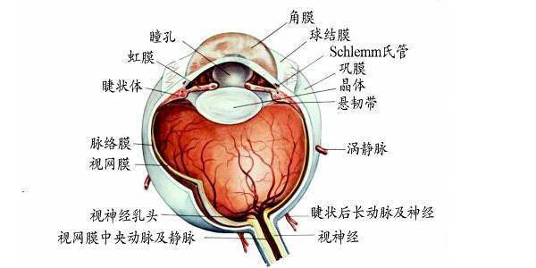 速查图谱:眼眶mri断层解剖_眼球