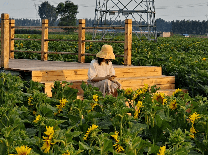 旅游发展中心 第三篇《营口葵花小镇:花海遇斜阳 刘人萍