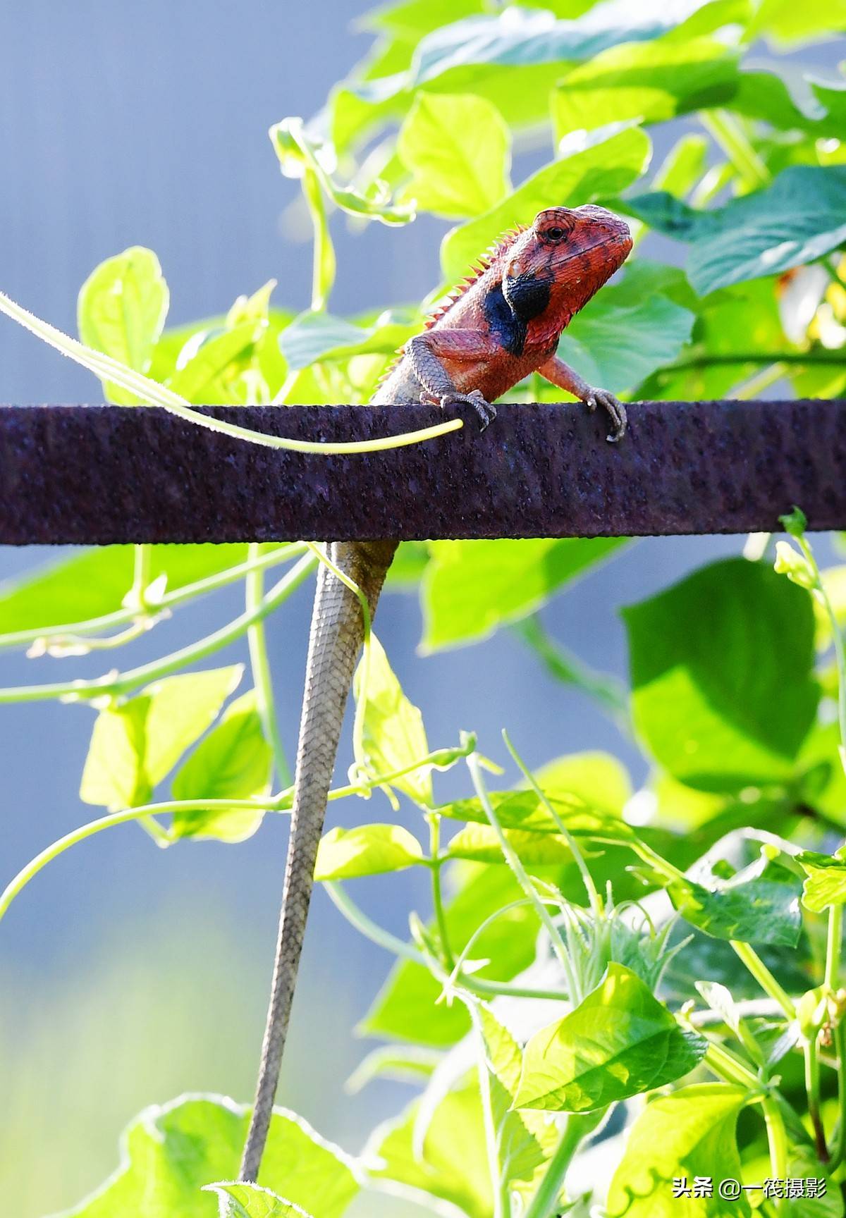 名:calotes versicolor)为鬣蜥科树蜥属的爬行动物,别称马鬃蛇,雷公蛇