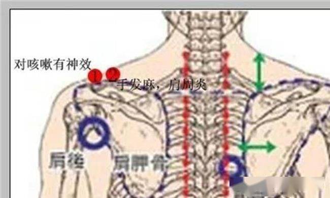 肩胛部酸痛小贴士