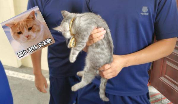脖子|神操作！3万元金镯子卡住猫头！保猫还是保镯子？