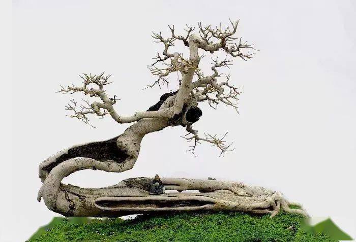 榆树 蒋小弟作品 盆景的美与丑,有两种不同的欣赏法:一种是真正