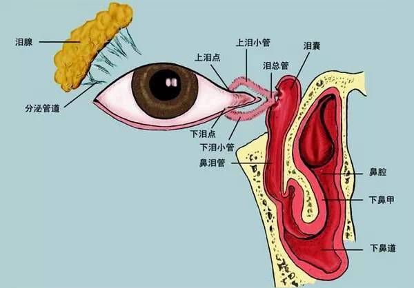 眼球结膜的横截面图 结膜又分为睑结膜,穹窿结膜和球结膜.