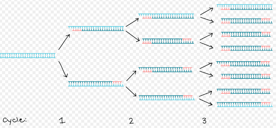 pcr原理是什么_pcr原理示意图(3)
