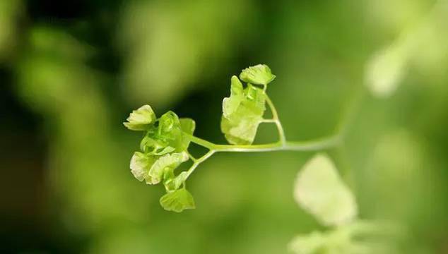 读书品茶,只闻花香,淡看喜悲_人生