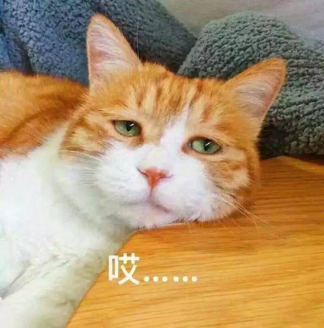 猫放屁多 69e0e43e4b36469c84e62dc1b40f1469.jpeg