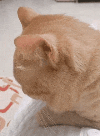 有的猫睡觉就罢了,还喜欢装死吓铲屎官.