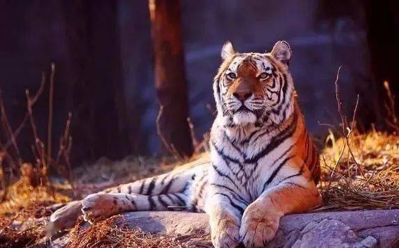 世界上最大的老虎,西伯利亚虎大战非洲狮