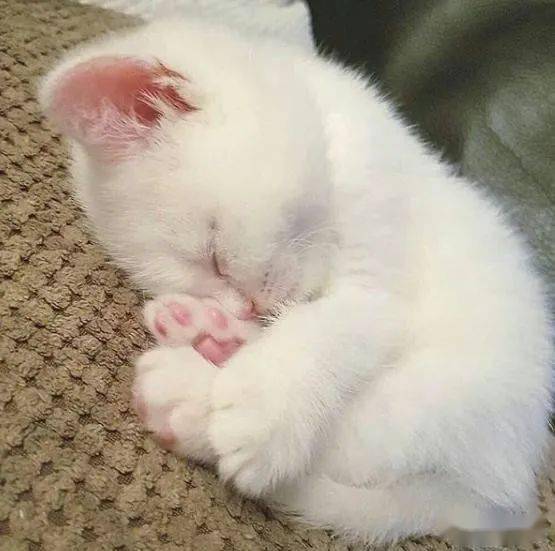 小奶猫被弃垃圾桶旁,在雨中瑟瑟发抖,下一秒太让人感动