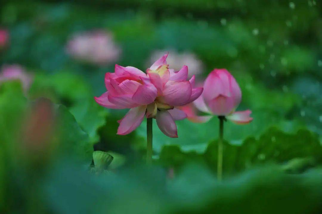 并蒂莲花开,好运自然来!