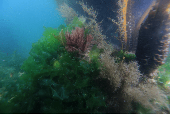 褐藻是海洋中特有的藻类,其特点就是体型巨大,巨藻,墨角藻,囊叶藻