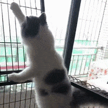 女的为什么要刮胡子,不怕越刮越多吗?