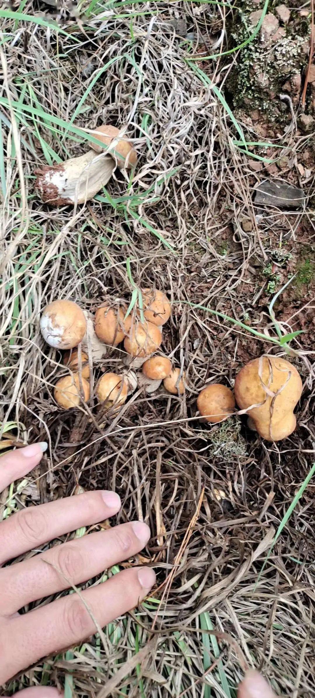 就有一条是关于野生菌的 除了野生菌霸屏朋友圈之外 对于很多农村的