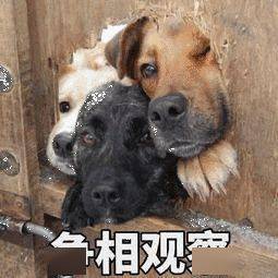 6068a9099e5a4a1bbb17d3fae094c542.jpeg