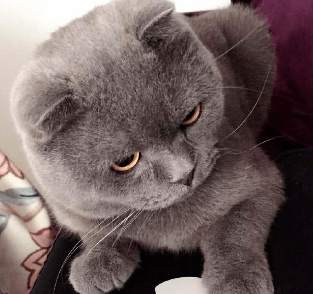 主人给蓝猫剃毛,剃完后简直丑哭,蓝猫:这啥破技术,喵不开心!