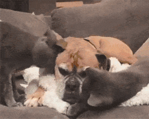 除了胆小鼠辈,汪派还有一些忘记自己属性,投奔与喵星下寻求富贵之徒.