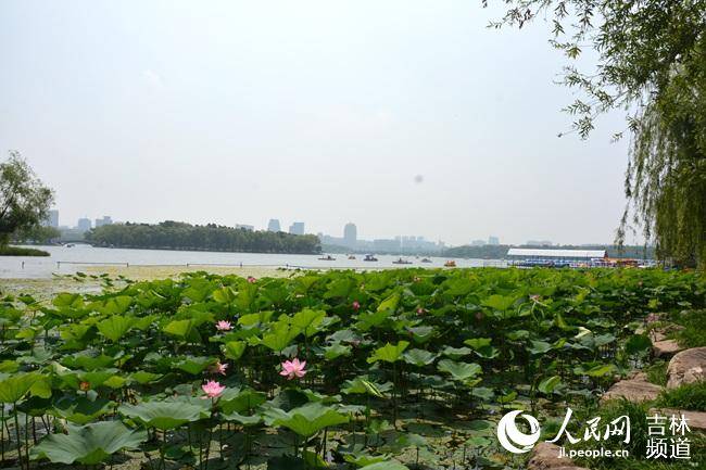 城市|长春加快建设绿色城市 “拆围透绿”让市民“享绿”