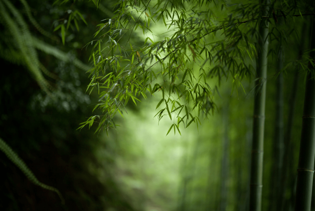 禅境| 天地有清客,人间有青竹_竹林