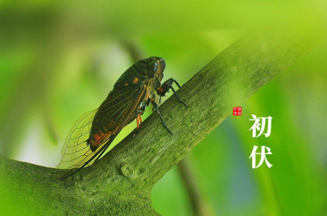 啥时候入伏今年几伏 076b415e61ed44e7a7a68a9e9752ddea.jpeg