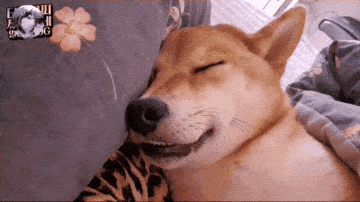姑娘捡了只柴犬,还让它睡在自己床上,结果哈士奇有意见了