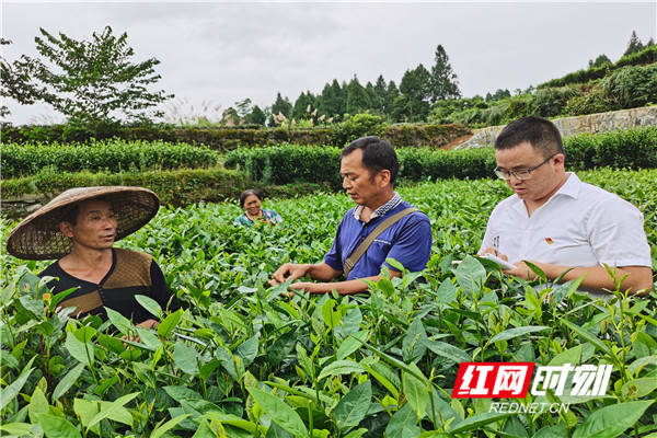 村民|清风头条·护航脱贫攻坚丨古丈：“茶园里的监督”见成效 3700余亩茶赶上“末班车”