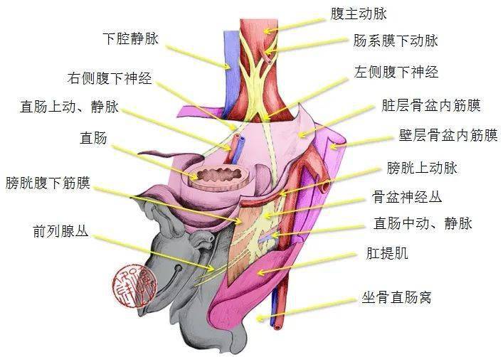 医学图说|直肠侧方的筋膜解剖(示意图)_淋巴结