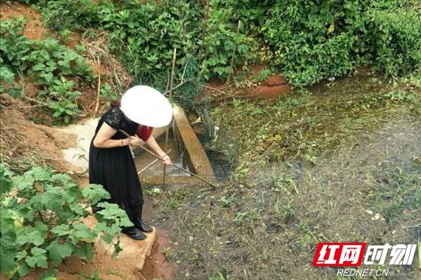 白塘镇|汨罗姐姐们“乘风破浪”守家园