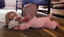 巴哥凭借着自己的无辜脸和大眼睛,一跃成为歪果仁最爱的中国犬种