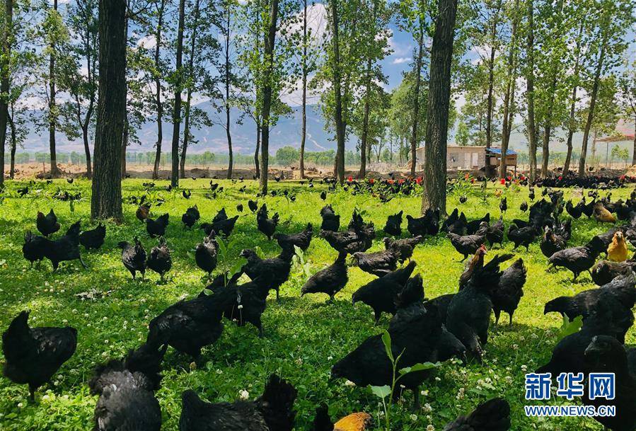 新华社|高原彝乡：“飞鸡”孵出“致富蛋”