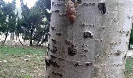 夏天|我们是这样度过夏天的!20年前没有空调