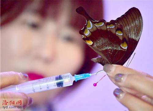 蝴蝶|洛阳一对夫妻把兴趣变为生意：制作蝴蝶标本 创造幸福生活